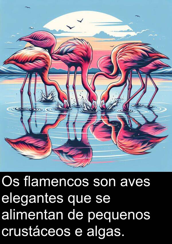 elegantes: Os flamencos son aves elegantes que se alimentan de pequenos crustáceos e algas.
