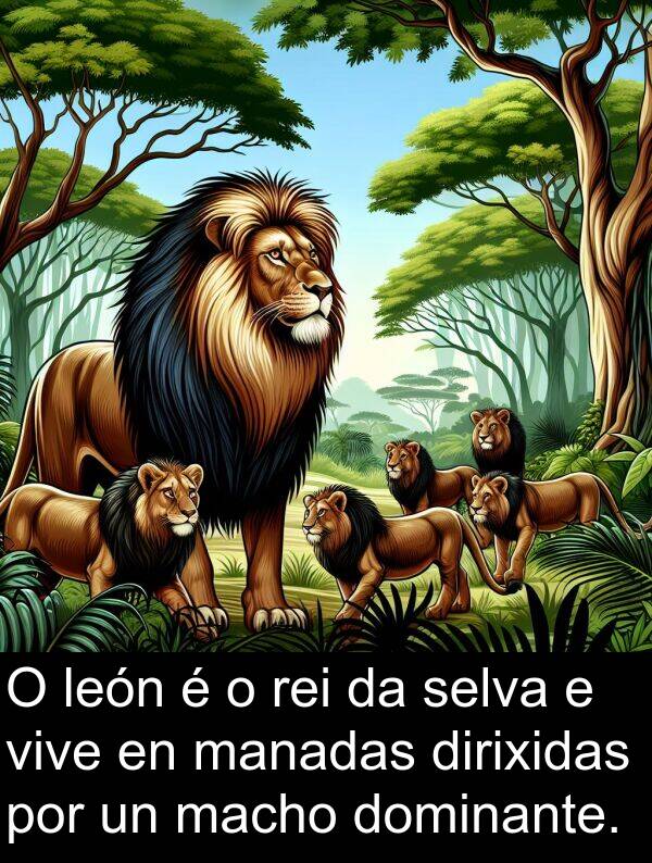 rei: O león é o rei da selva e vive en manadas dirixidas por un macho dominante.