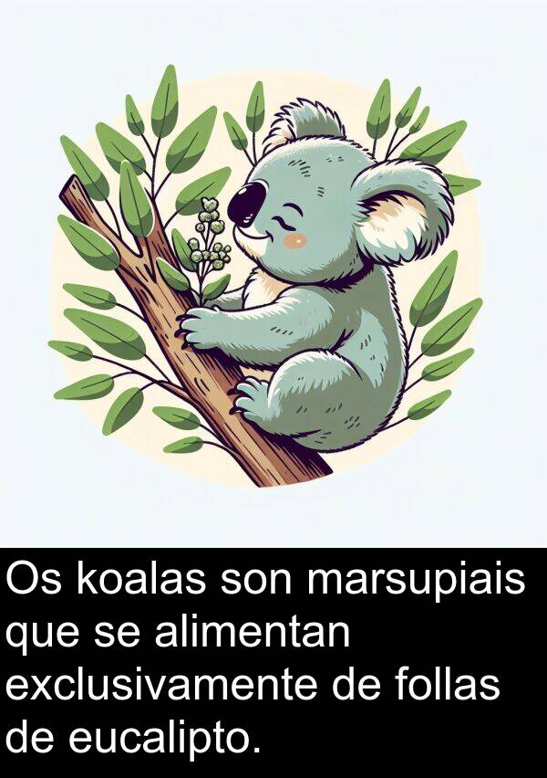 eucalipto: Os koalas son marsupiais que se alimentan exclusivamente de follas de eucalipto.