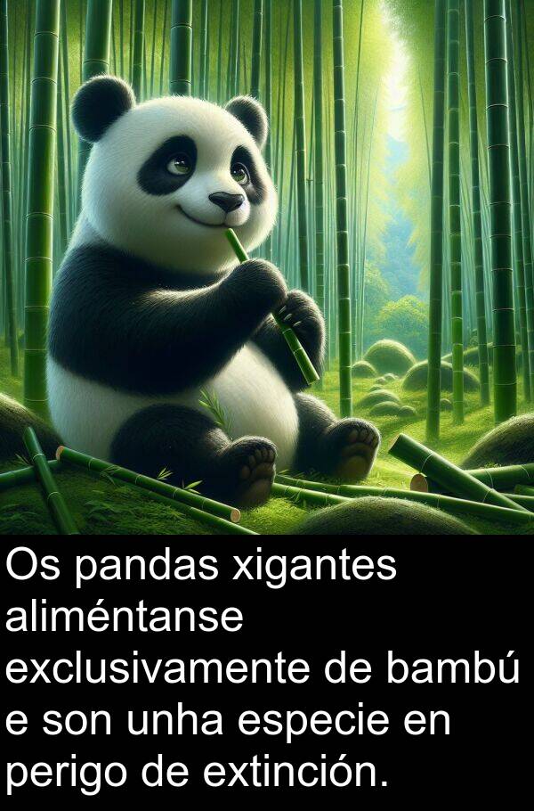 especie: Os pandas xigantes aliméntanse exclusivamente de bambú e son unha especie en perigo de extinción.