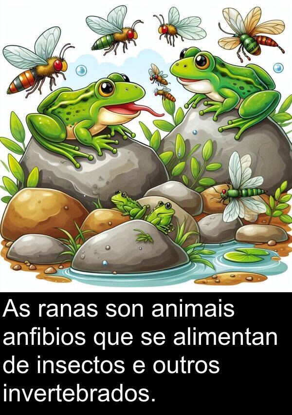 ranas: As ranas son animais anfibios que se alimentan de insectos e outros invertebrados.