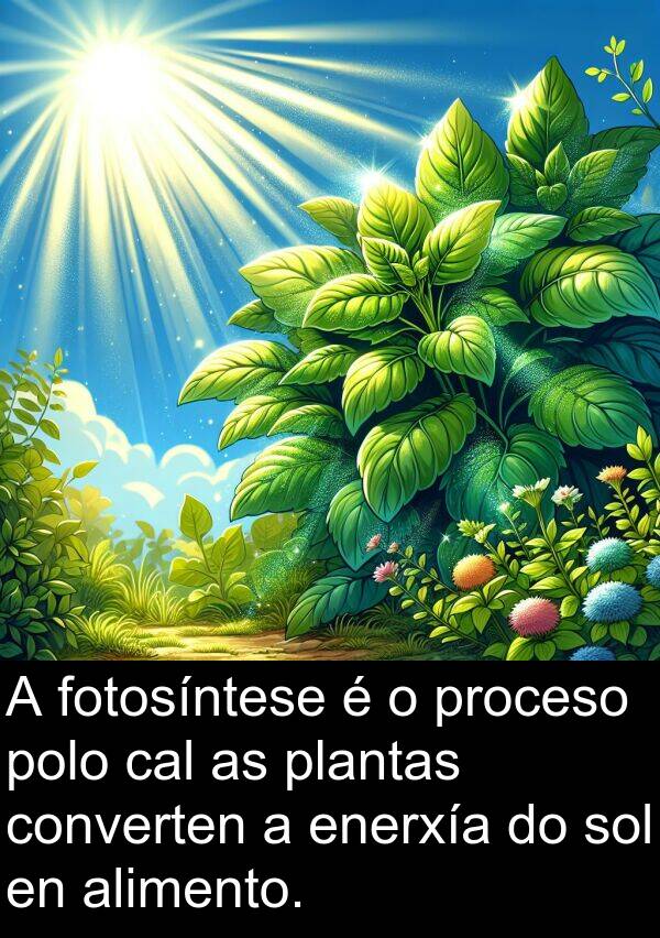 fotosíntese: A fotosíntese é o proceso polo cal as plantas converten a enerxía do sol en alimento.