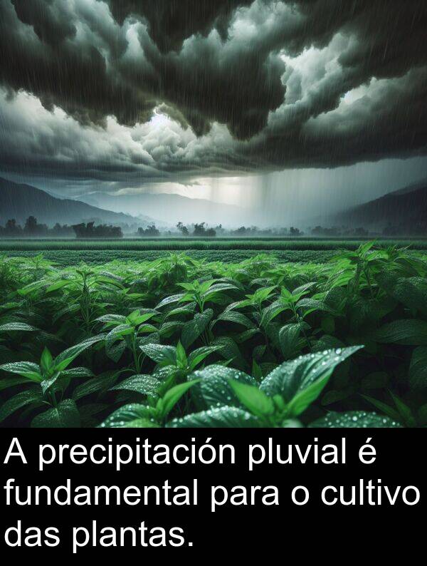 fundamental: A precipitación pluvial é fundamental para o cultivo das plantas.