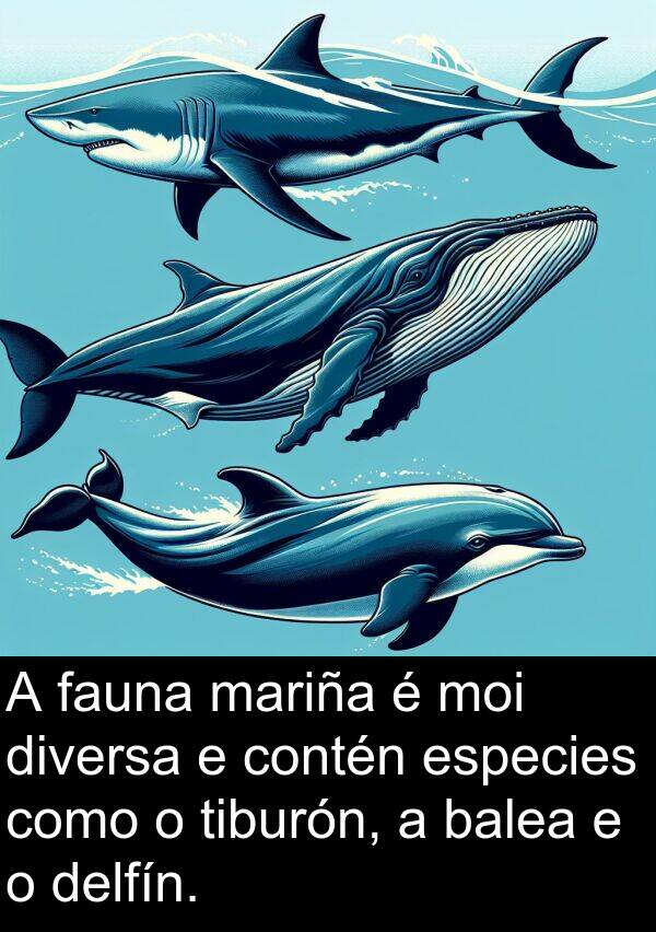contén: A fauna mariña é moi diversa e contén especies como o tiburón, a balea e o delfín.