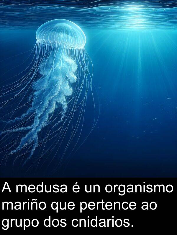grupo: A medusa é un organismo mariño que pertence ao grupo dos cnidarios.
