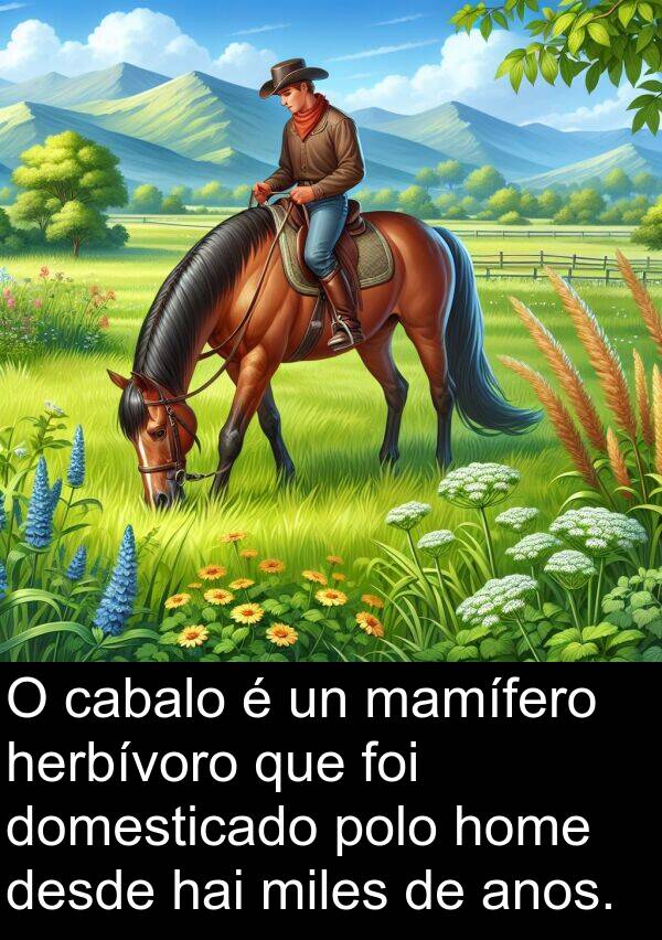 anos: O cabalo é un mamífero herbívoro que foi domesticado polo home desde hai miles de anos.
