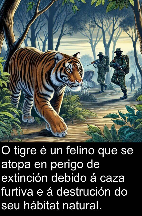 tigre: O tigre é un felino que se atopa en perigo de extinción debido á caza furtiva e á destrución do seu hábitat natural.