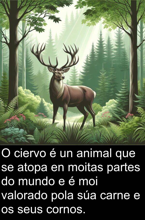 carne: O ciervo é un animal que se atopa en moitas partes do mundo e é moi valorado pola súa carne e os seus cornos.
