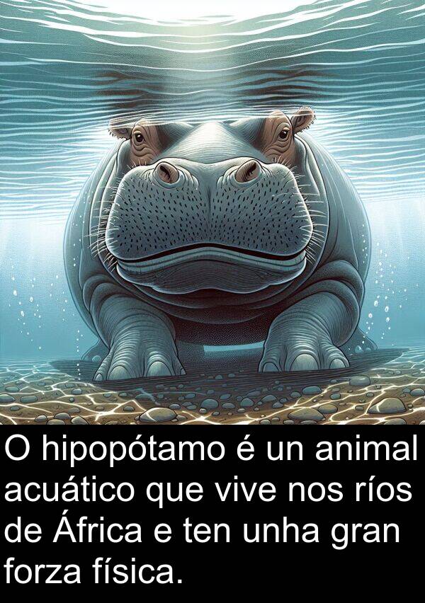 ríos: O hipopótamo é un animal acuático que vive nos ríos de África e ten unha gran forza física.