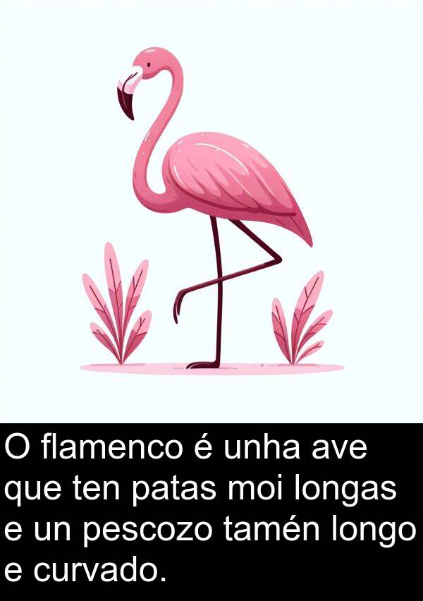 pescozo: O flamenco é unha ave que ten patas moi longas e un pescozo tamén longo e curvado.