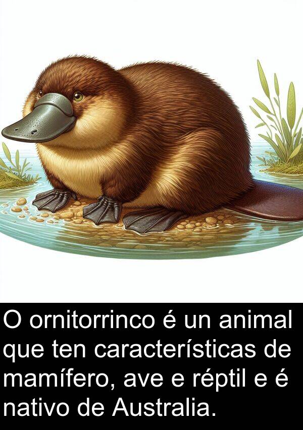 réptil: O ornitorrinco é un animal que ten características de mamífero, ave e réptil e é nativo de Australia.