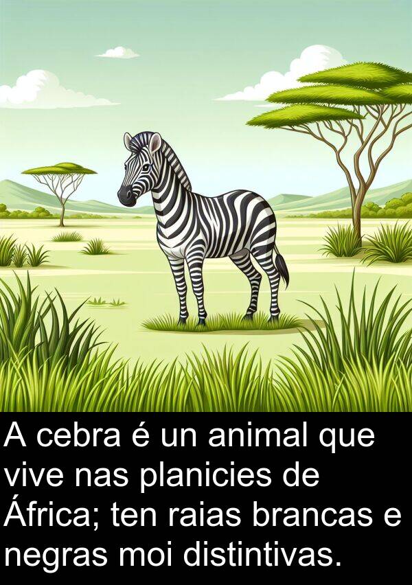 raias: A cebra é un animal que vive nas planicies de África; ten raias brancas e negras moi distintivas.