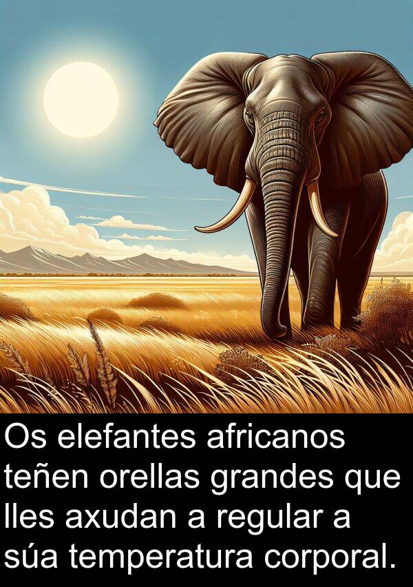 regular: Os elefantes africanos teñen orellas grandes que lles axudan a regular a súa temperatura corporal.