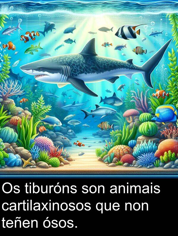 cartilaxinosos: Os tiburóns son animais cartilaxinosos que non teñen ósos.