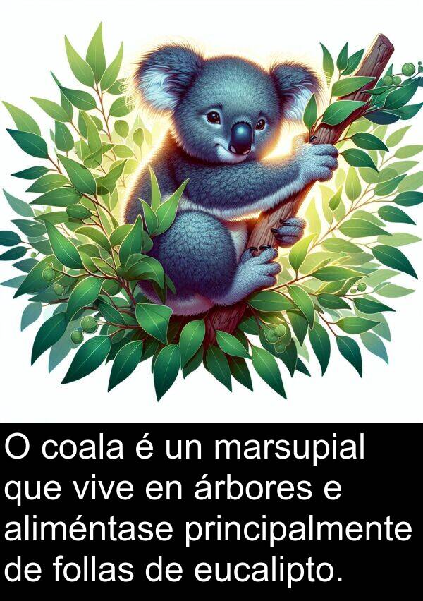 eucalipto: O coala é un marsupial que vive en árbores e aliméntase principalmente de follas de eucalipto.