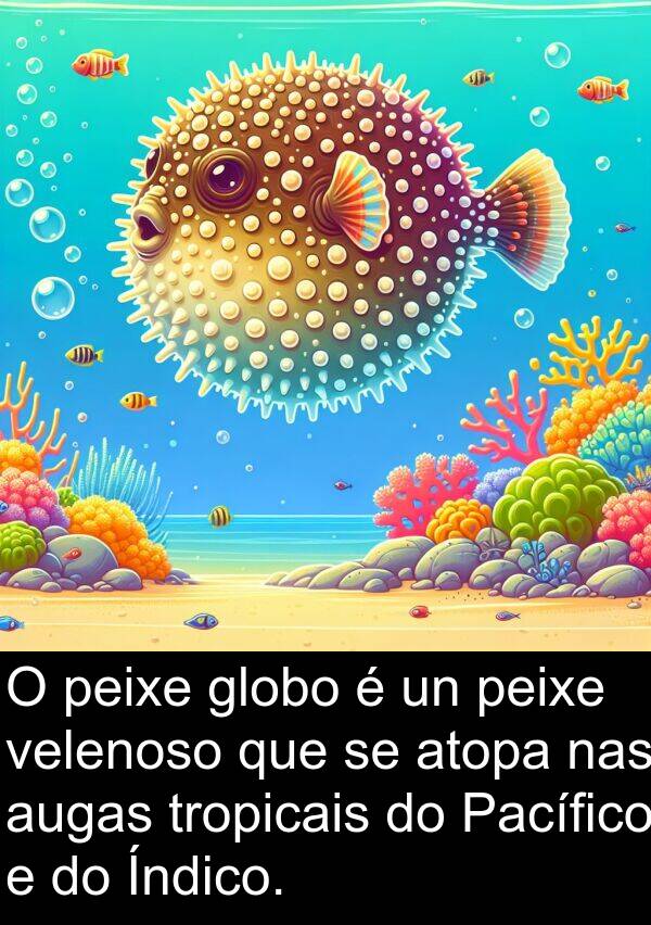 velenoso: O peixe globo é un peixe velenoso que se atopa nas augas tropicais do Pacífico e do Índico.