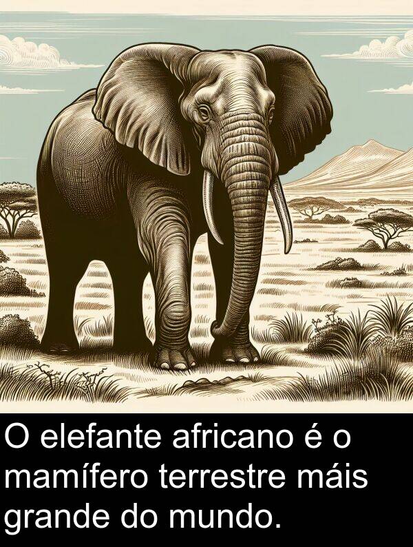 terrestre: O elefante africano é o mamífero terrestre máis grande do mundo.