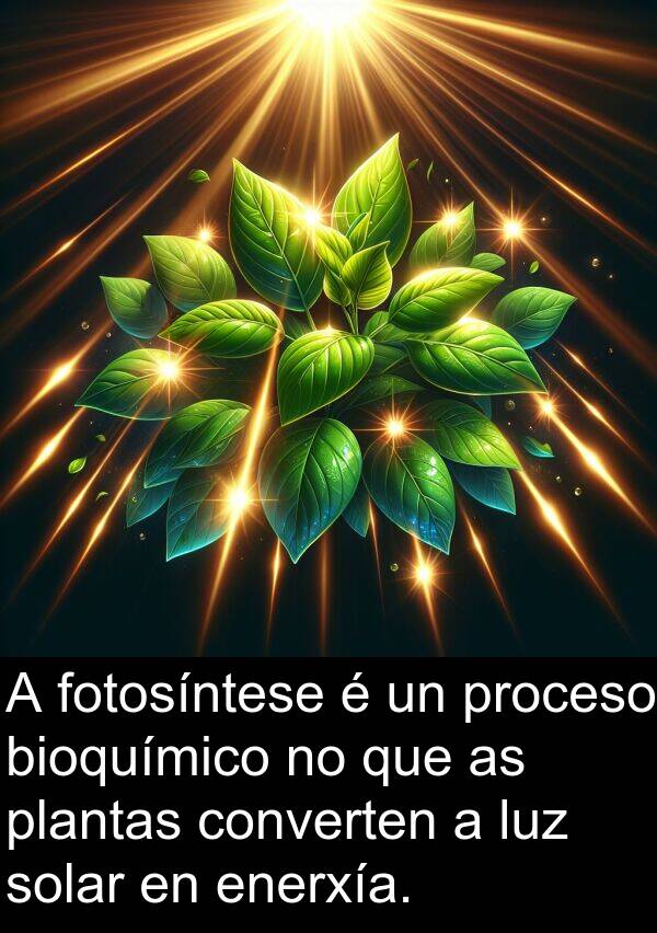 fotosíntese: A fotosíntese é un proceso bioquímico no que as plantas converten a luz solar en enerxía.