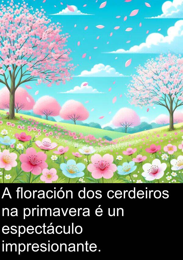 espectáculo: A floración dos cerdeiros na primavera é un espectáculo impresionante.
