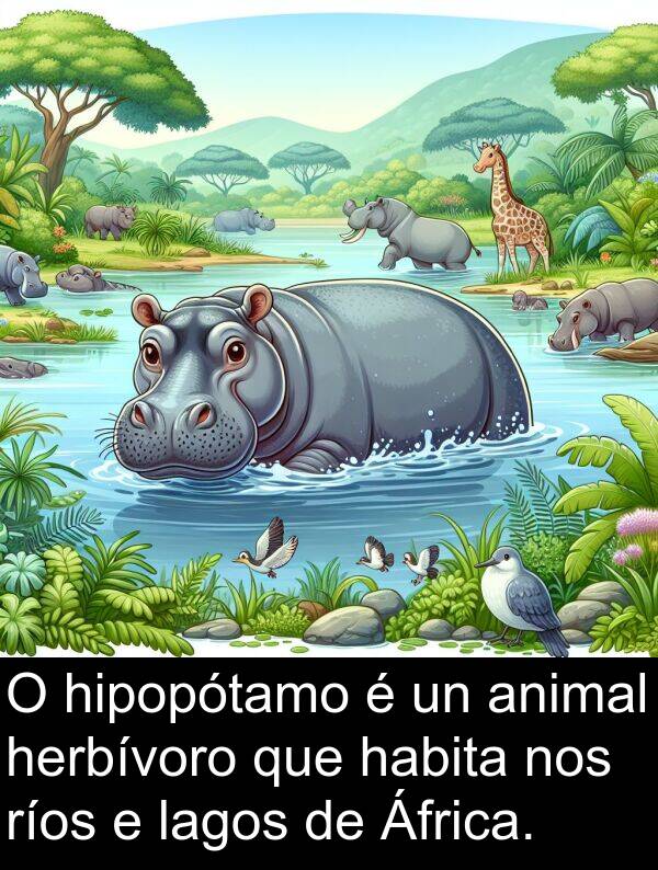 ríos: O hipopótamo é un animal herbívoro que habita nos ríos e lagos de África.