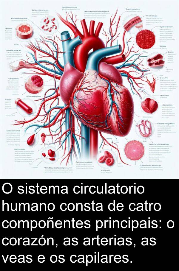 consta: O sistema circulatorio humano consta de catro compoñentes principais: o corazón, as arterias, as veas e os capilares.