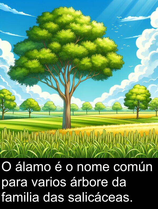 común: O álamo é o nome común para varios árbore da familia das salicáceas.