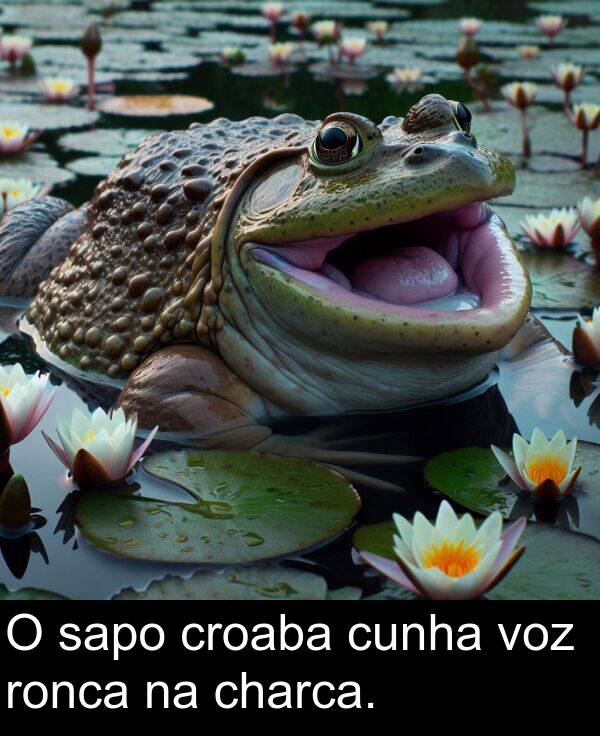 ronca: O sapo croaba cunha voz ronca na charca.