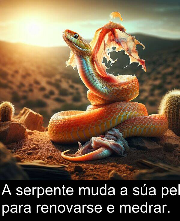 renovarse: A serpente muda a súa pel para renovarse e medrar.