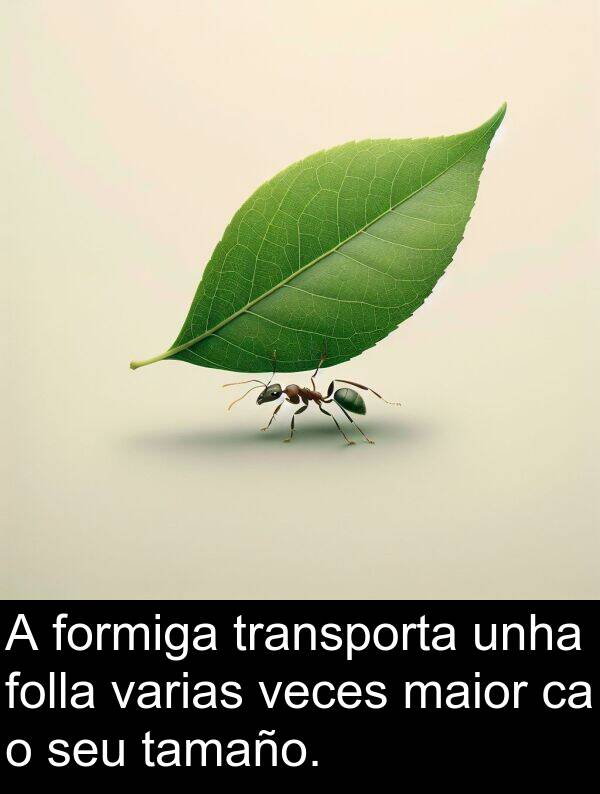 formiga: A formiga transporta unha folla varias veces maior ca o seu tamaño.