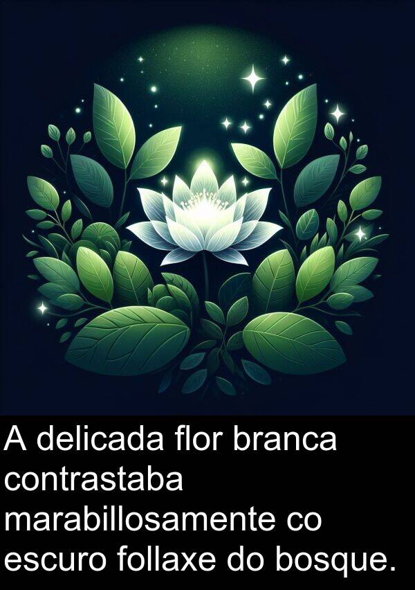 contrastaba: A delicada flor branca contrastaba marabillosamente co escuro follaxe do bosque.
