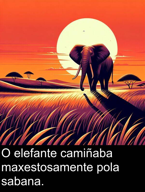 elefante: O elefante camiñaba maxestosamente pola sabana.