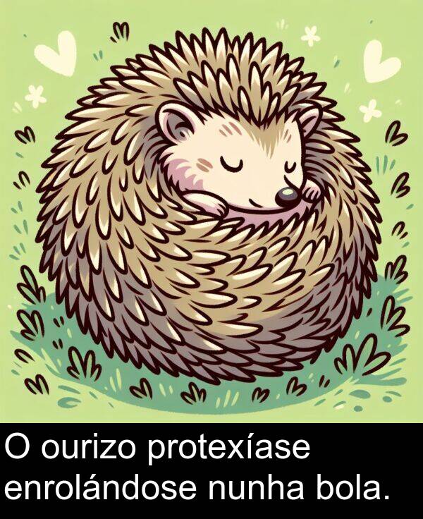 enrolándose: O ourizo protexíase enrolándose nunha bola.