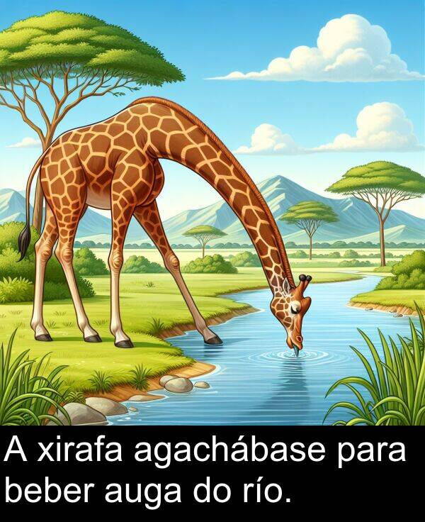río: A xirafa agachábase para beber auga do río.