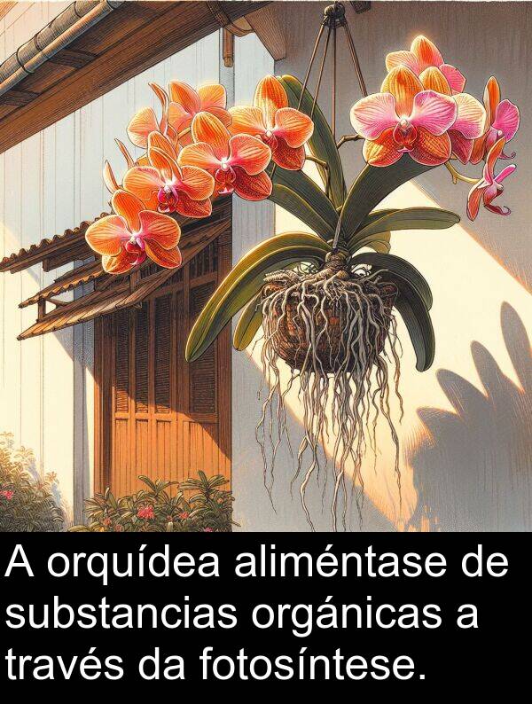 fotosíntese: A orquídea aliméntase de substancias orgánicas a través da fotosíntese.