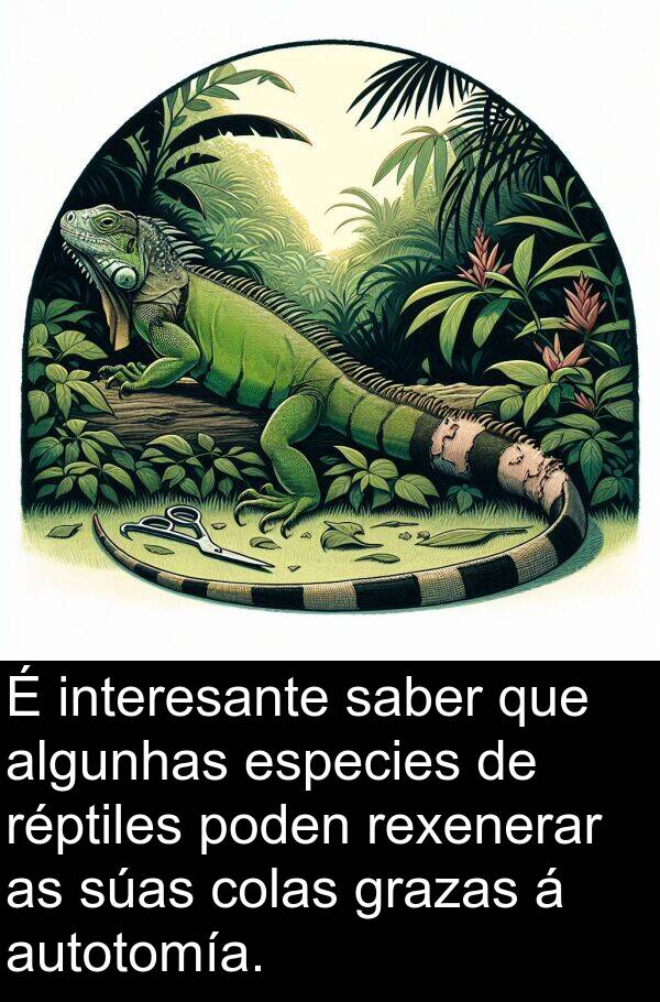 interesante: É interesante saber que algunhas especies de réptiles poden rexenerar as súas colas grazas á autotomía.