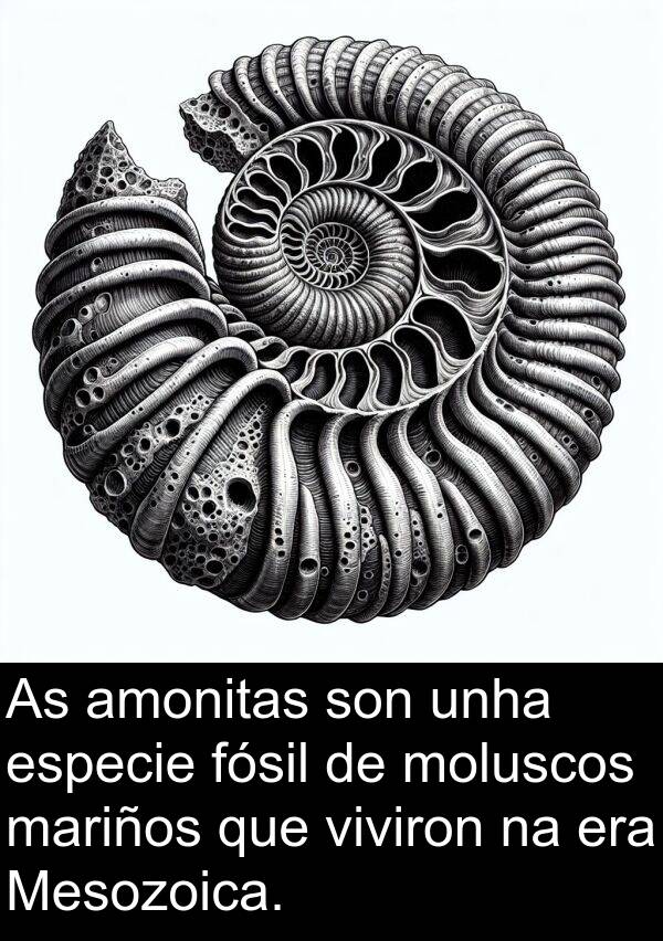 especie: As amonitas son unha especie fósil de moluscos mariños que viviron na era Mesozoica.