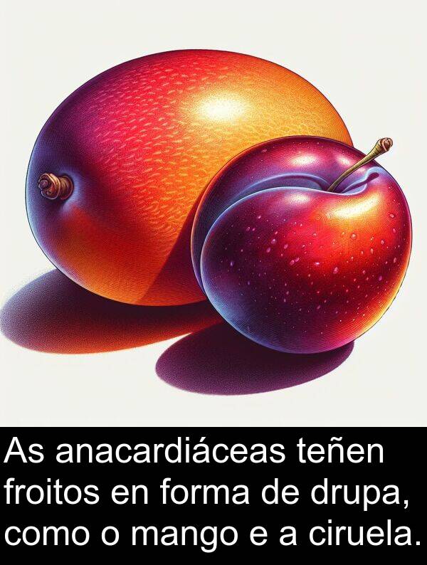 forma: As anacardiáceas teñen froitos en forma de drupa, como o mango e a ciruela.