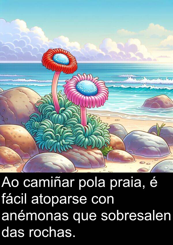 rochas: Ao camiñar pola praia, é fácil atoparse con anémonas que sobresalen das rochas.