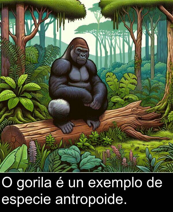 especie: O gorila é un exemplo de especie antropoide.