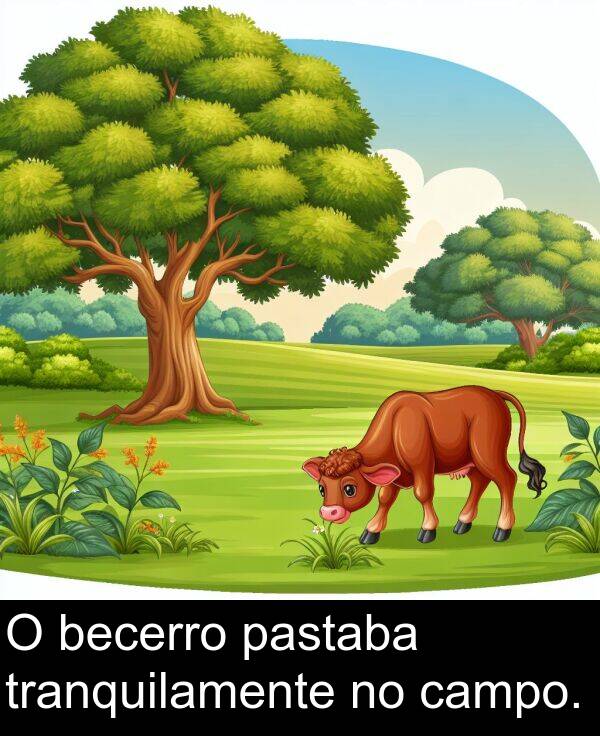 tranquilamente: O becerro pastaba tranquilamente no campo.