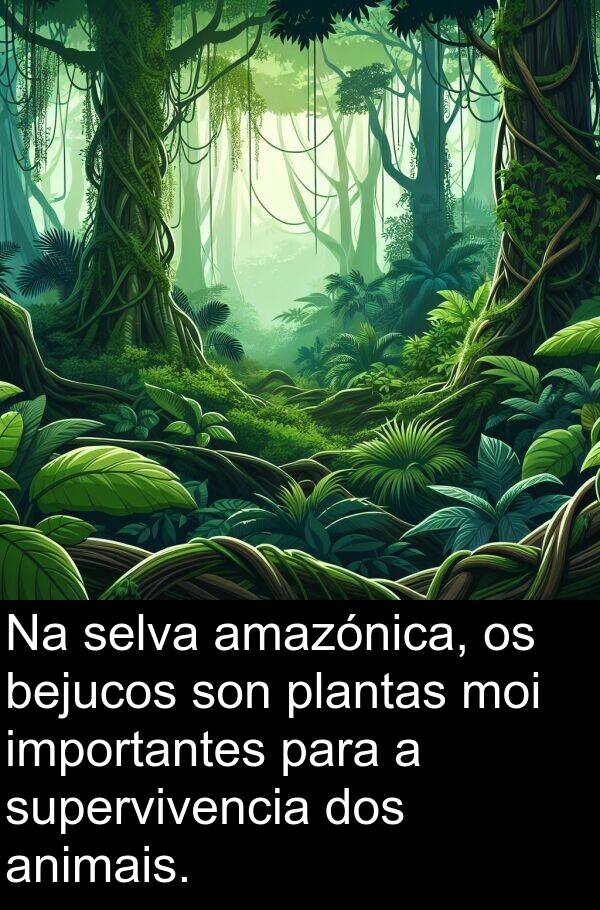 supervivencia: Na selva amazónica, os bejucos son plantas moi importantes para a supervivencia dos animais.
