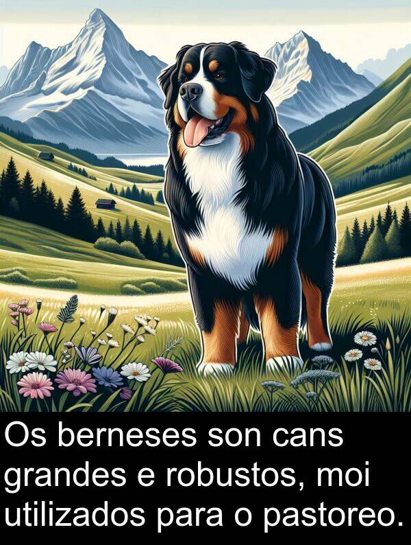 robustos: Os berneses son cans grandes e robustos, moi utilizados para o pastoreo.