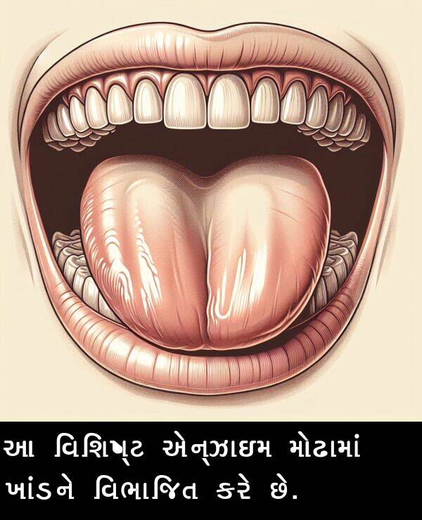 ખાંડને: આ વિશિષ્ટ એન્ઝાઇમ મોઢામાં ખાંડને વિભાજિત કરે છે.