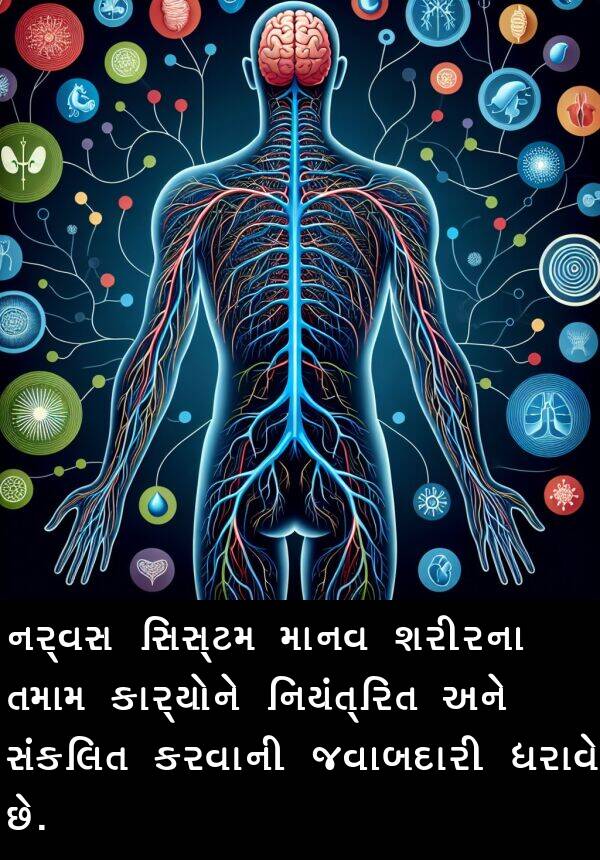 ધરાવે: નર્વસ સિસ્ટમ માનવ શરીરના તમામ કાર્યોને નિયંત્રિત અને સંકલિત કરવાની જવાબદારી ધરાવે છે.