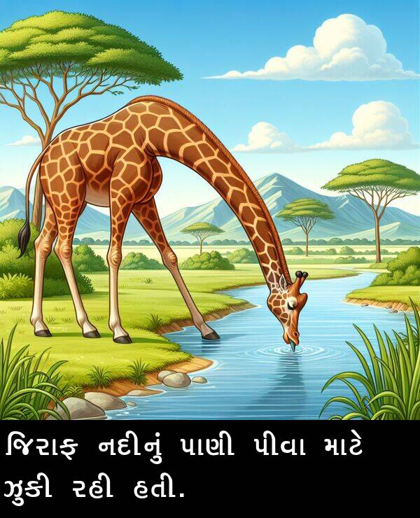 રહી: જિરાફ નદીનું પાણી પીવા માટે ઝુકી રહી હતી.