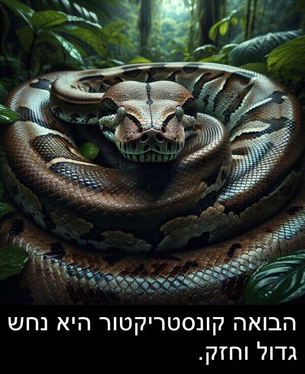 נחש: הבואה קונסטריקטור היא נחש גדול וחזק.