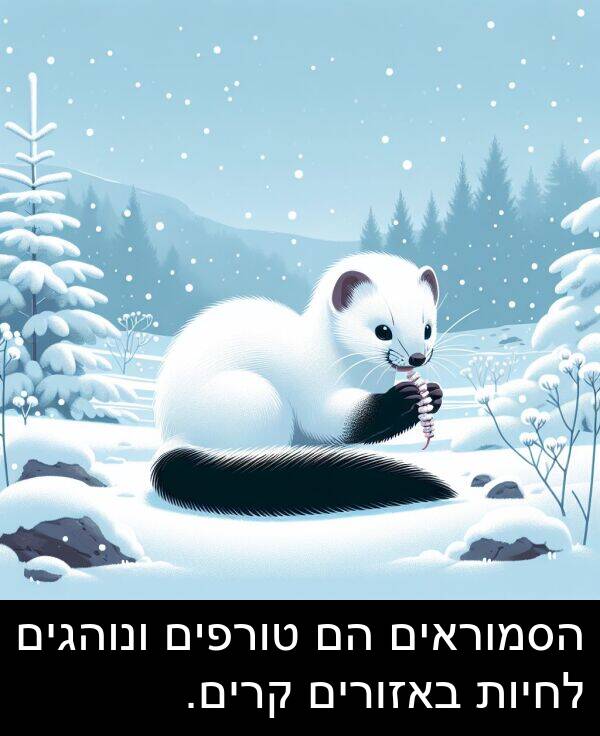 באזורים: הסמוראים הם טורפים ונוהגים לחיות באזורים קרים.