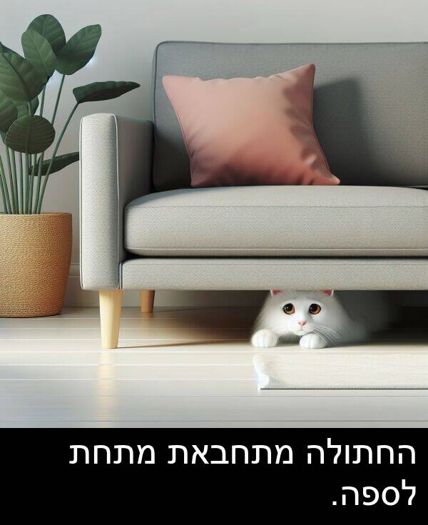 החתולה: החתולה מתחבאת מתחת לספה.