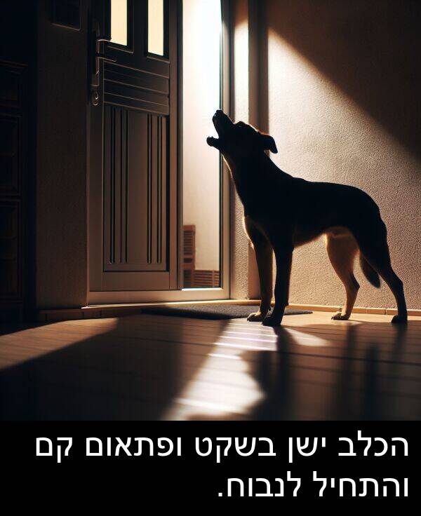ישן: הכלב ישן בשקט ופתאום קם והתחיל לנבוח.