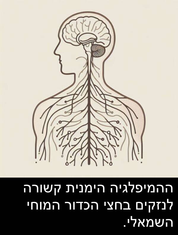קשורה: ההמיפלגיה הימנית קשורה לנזקים בחצי הכדור המוחי השמאלי.
